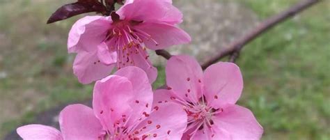 犯桃花是什麼意思|命犯桃花（命运里出现爱情纠葛、异性缘变佳的情形）…